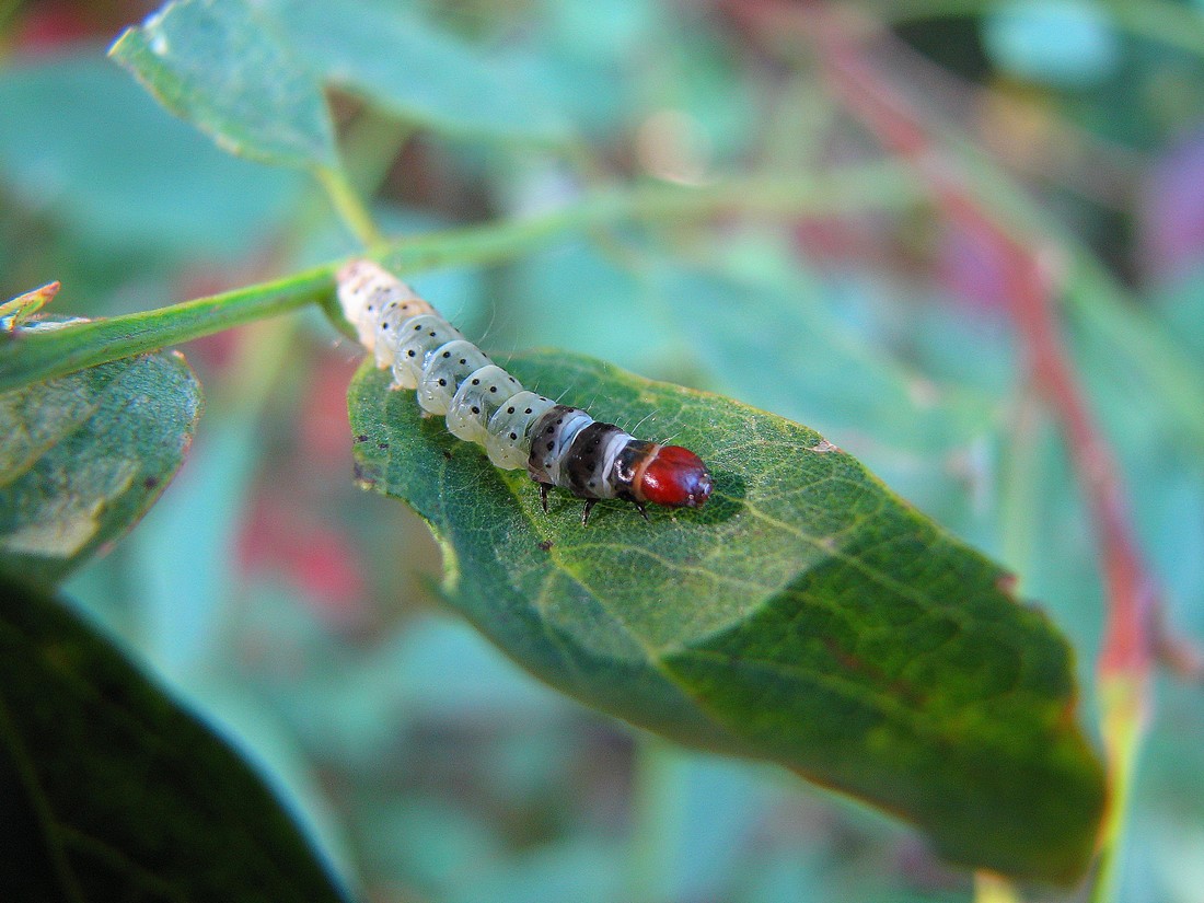 Larve: Cimbex femoratus, Eriocampa ovata, Lasiocampidae